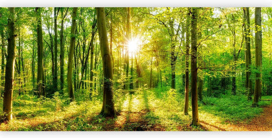 artgeist Wall Mural Peel and stick Forest 212x98 in - XXL Self-Adhesive Corner Wallpaper Removable Large Sticker Foil Angle Wallpaper Wall Decor Print Landscape Nature green Tree Panorama b-B-0383-a-a