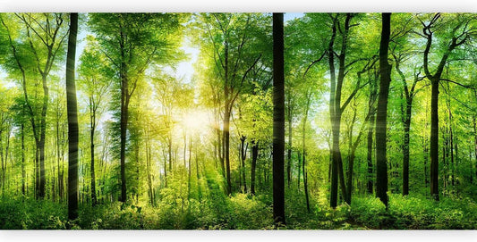 artgeist Wall Mural Forest 216x98 in - XXL Non-Woven Corner Wallpaper Fleece Angle Wall Decor Photo Print Picture Image Design Modern Landscape Nature Green Tree Panorama Sunshine c-A-0058-a-b