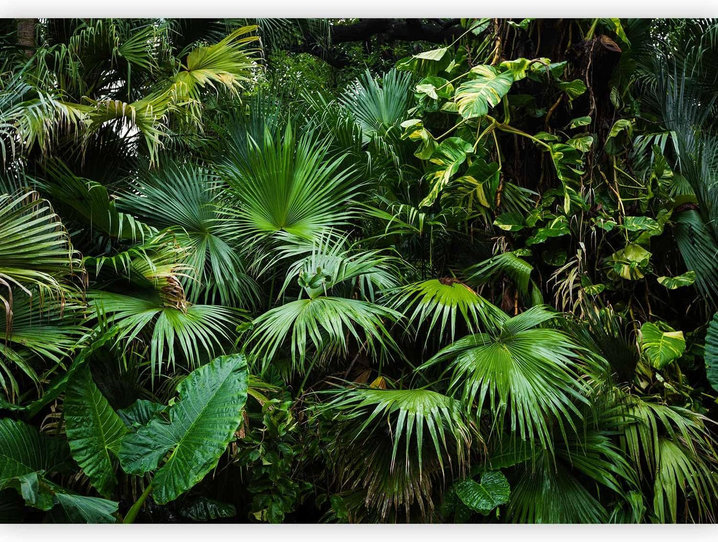 artgeist Wall Mural Tropical 197x138 in - XXL Non-Woven Wallpaper Fleece Wall Decor Photo Print Picture Image Design Home b-B-0312-a-a